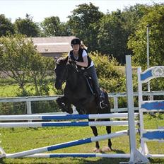 Anden særlig race SCIROCCO | SOLGT