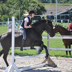 Anden særlig race SCIROCCO | SOLGT