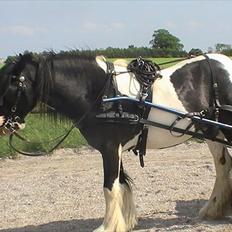 Irish Cob CONNERY << SOLGT>>