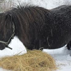 Shetlænder Trunte   #SOLGT#