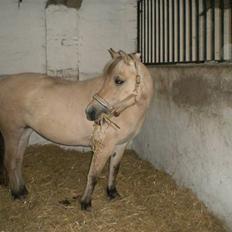 Fjordhest Nelli Vinstrup