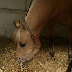 Fjordhest Nelli Vinstrup