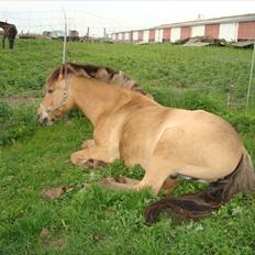 Anden særlig race Sonny