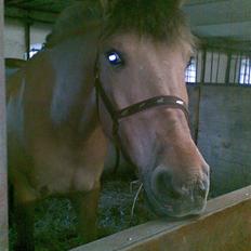 Anden særlig race Sonny