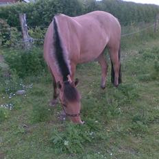 Anden særlig race Sonny