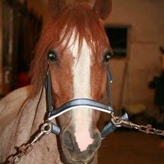 Anden særlig race Spiderman (Napoli)