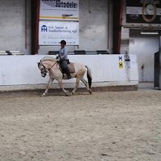 Fjordhest Hjalde Fjord