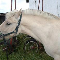 Fjordhest Hjalde Fjord