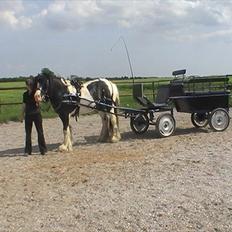 Irish Cob CONNERY << SOLGT>>