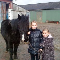 Svensk Sportspony  Donn   Solgt:(