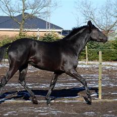 Trakehner Syrah  (solgt)