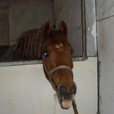Welsh Partbred (Sec F) Fighter  Min Guldklump!<'33