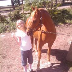 Welsh Partbred (Sec F) Fighter  Min Guldklump!<'33