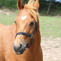 Welsh Partbred (Sec F) Fighter  Min Guldklump!<'33
