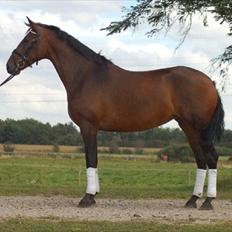 Anden særlig race KONGELUNDENS SMILLA