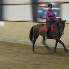 Anden særlig race KONGELUNDENS SMILLA