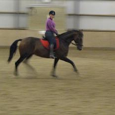 Anden særlig race KONGELUNDENS SMILLA