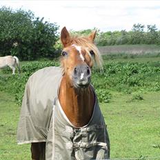 Anden særlig race Candy - Rest in Peace