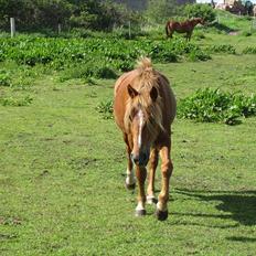 Anden særlig race Candy - Rest in Peace