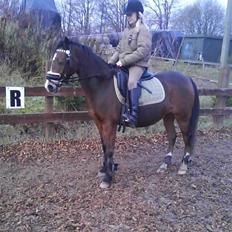 Anden særlig race Beauty ( gammel part)