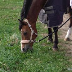 Anden særlig race Beauty ( gammel part)