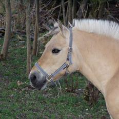 Fjordhest Bellis