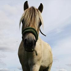 Fjordhest Domino my littel fellow