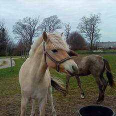 Fjordhest Domino my littel fellow