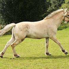 Fjordhest Domino my littel fellow