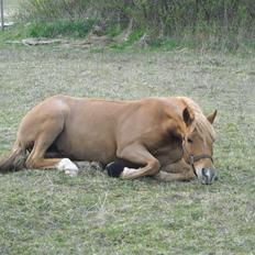 Appaloosa Zamira B-PONY<3 R.I.P