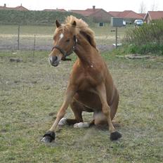 Appaloosa Zamira B-PONY<3 R.I.P