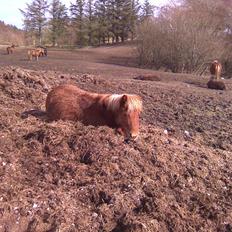 Shetlænder Louis :)