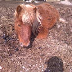 Shetlænder Louis :)