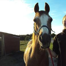 Anden særlig race Verdi