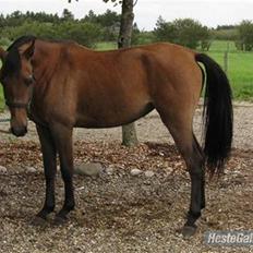 Arabisk fuldblod (OX) Fordianka Khan SOLGT!!