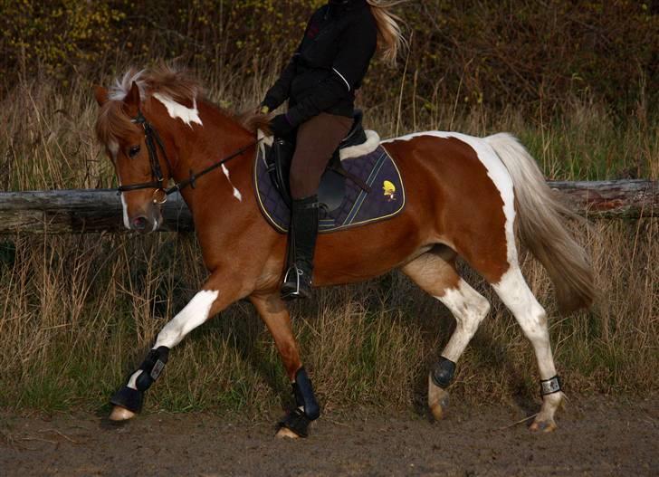 Pinto Indy Girl *solgt* - *17 uff en lakker øgning! foto Sissel Nyholm<3 billede 17