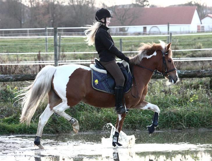 Pinto Indy Girl *solgt* - *18 Hold D ahelt kæft den pony kan løfte benene ejj helt ærlig! tjek dem lige<3 arh holda op hvor jeg elsker det billede! foto sissel Nyholm<3 billede 18