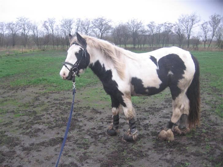 Irish Cob cronos regius (R.I.P) billede 6