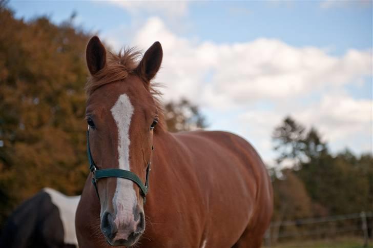 Frederiksborg Seedorff´s Mulle billede 12