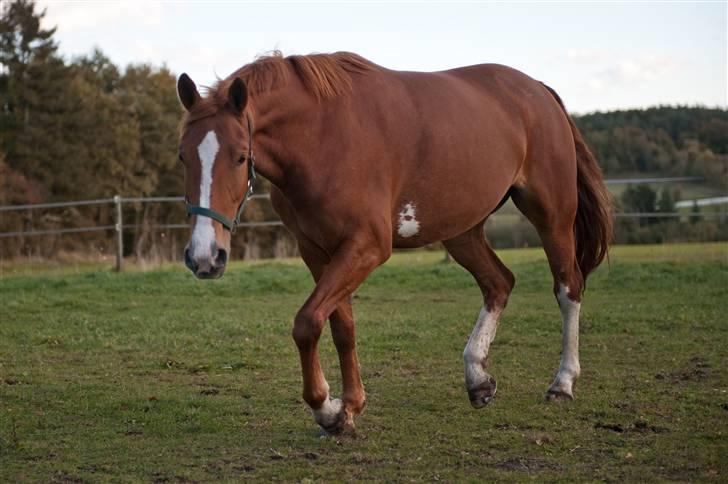 Frederiksborg Seedorff´s Mulle billede 13