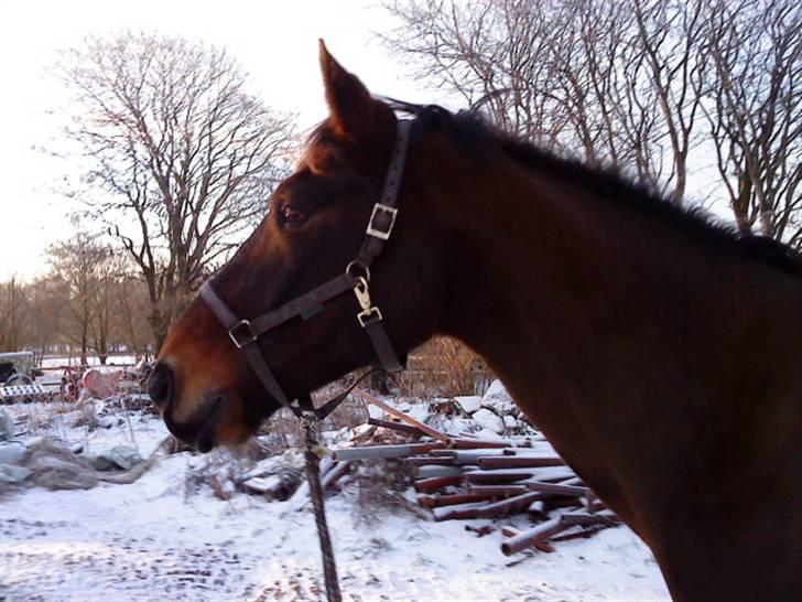 Oldenborg Felix Dupont - 3. billede 3