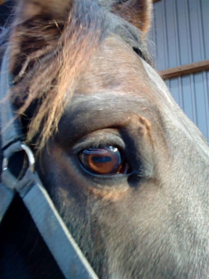 Oldenborg Felix Dupont - 4. billede 4