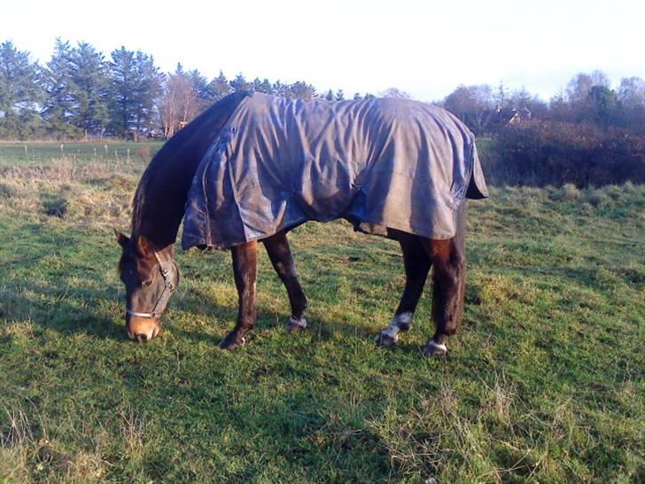 Oldenborg Felix Dupont - 6. billede 6