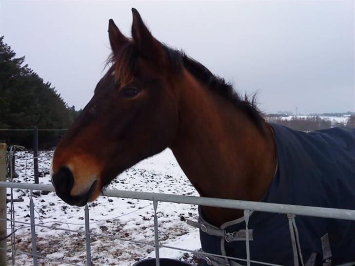 Oldenborg Felix Dupont - 8. billede 8