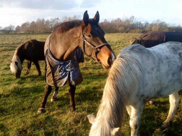 Oldenborg Felix Dupont - 9. billede 9