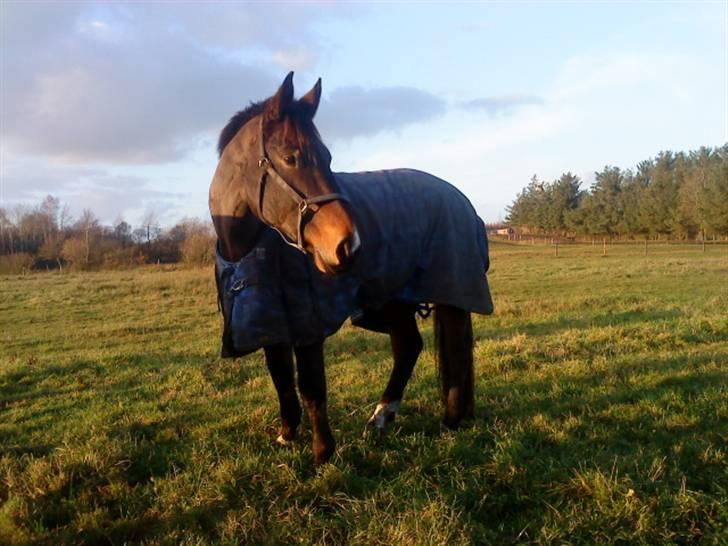 Oldenborg Felix Dupont - 13. billede 13