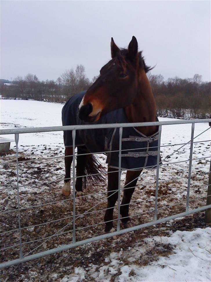 Oldenborg Felix Dupont - 18. billede 18