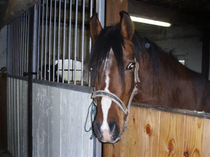 Anden særlig race Miss caya - caya, da hvor vi købte hende (: billede 2