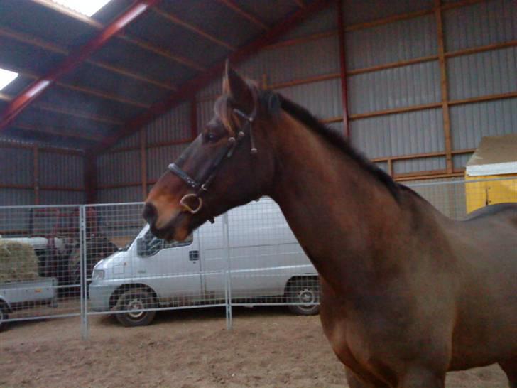 Oldenborg Felix Dupont - 20. billede 20