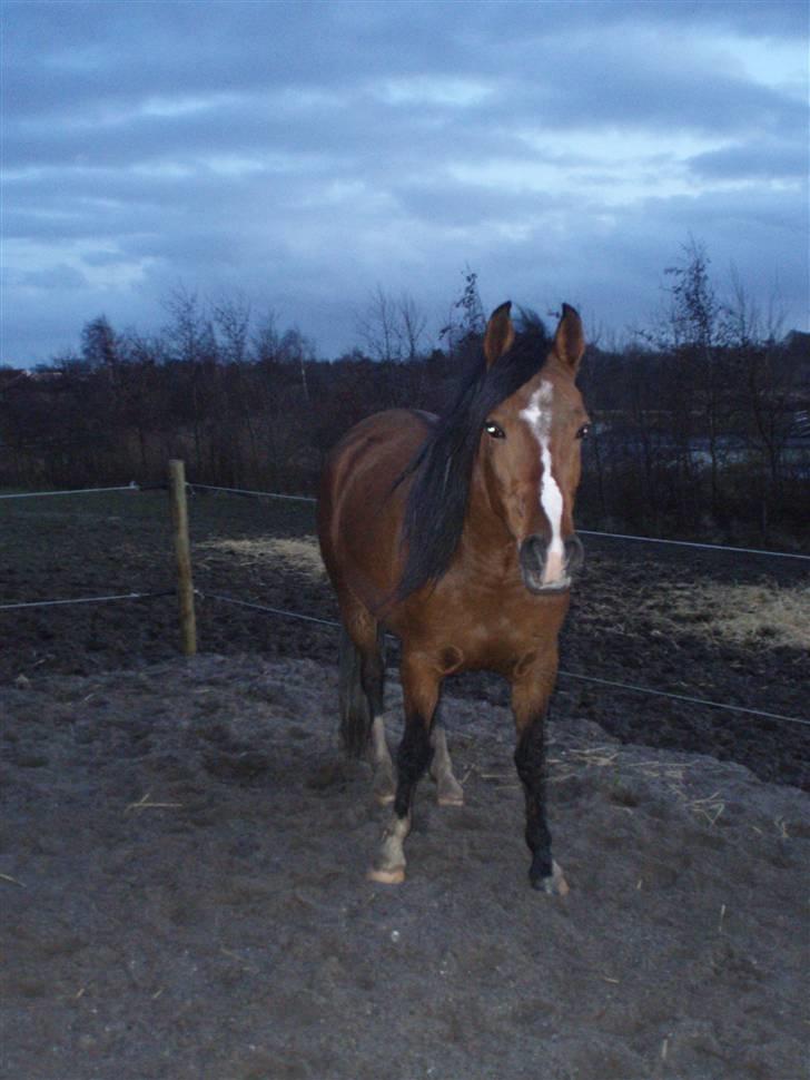 Anden særlig race Miss caya - en af de første dage med hende (: billede 3